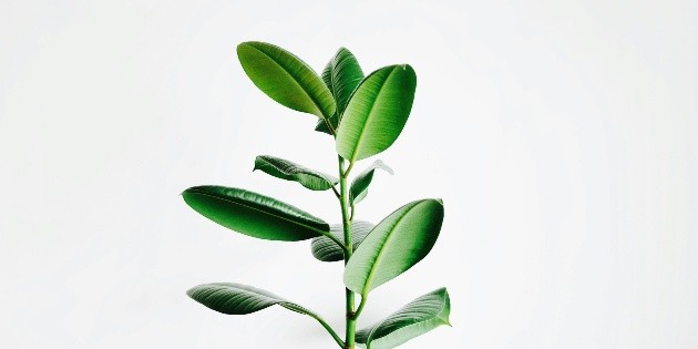 ¿Qué hacer cuando las hojas de tus plantas se ponen amarillas?