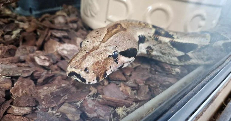 Shelter’s longest staying snake still looking for home
