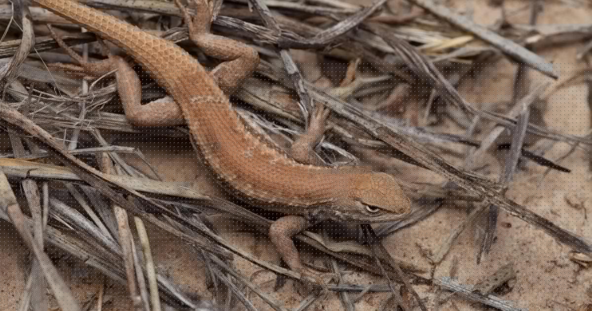 Lawsuit Prompts End of Endangered Species Protection for West Texas Lizard