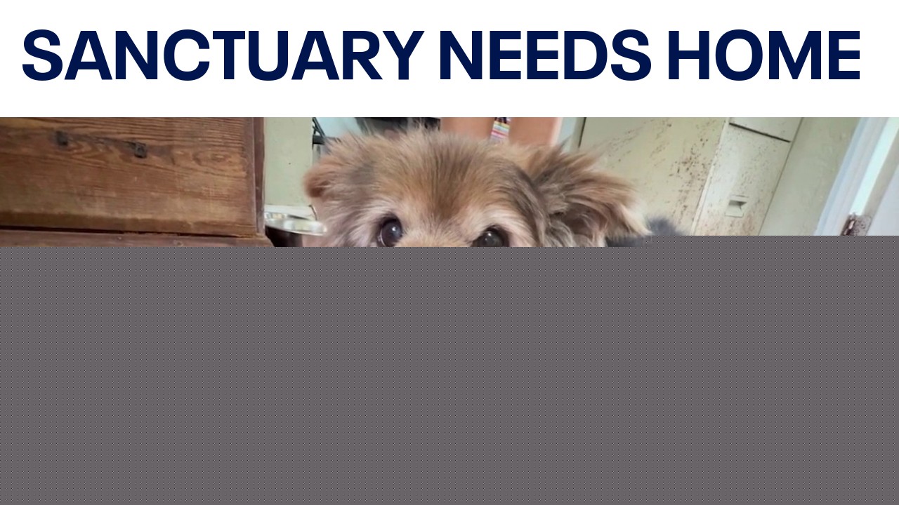 DeLand animal sanctuary searching for new home after founder's death