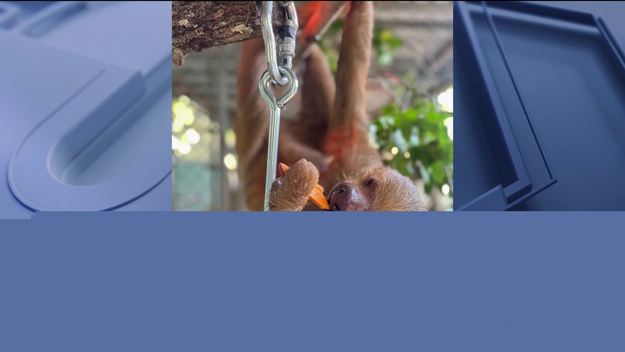 Central Florida Zoo shares update on sloths rescued from Sloth World