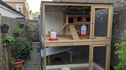9 Desain Kandang untuk Ternak Ayam Sekaligus Bebek, Solusi Efisien untuk Peternak Modern