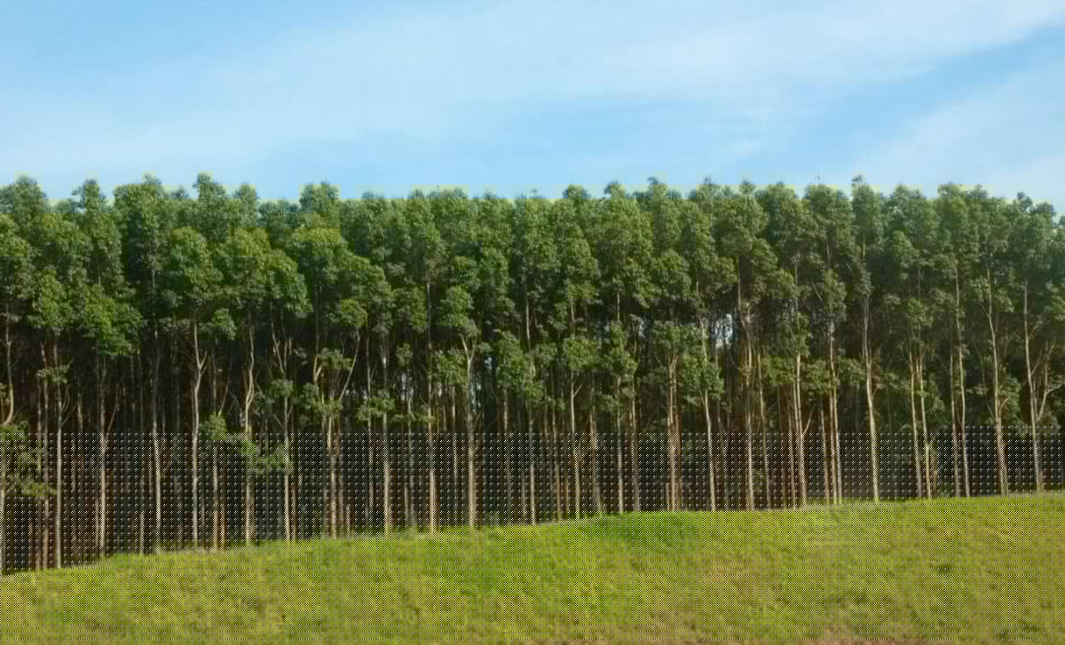China Planted 78 Billion Trees, and the Water Went Somewhere Unexpected