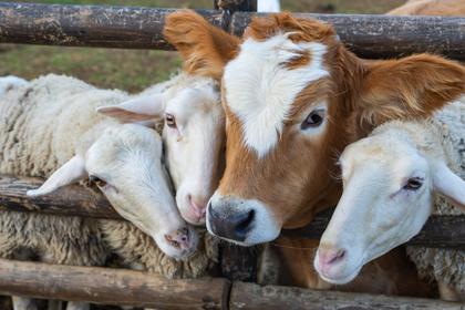 Maryland Declares World Day for Farmed Animals to Highlight Factory Farming Crisis