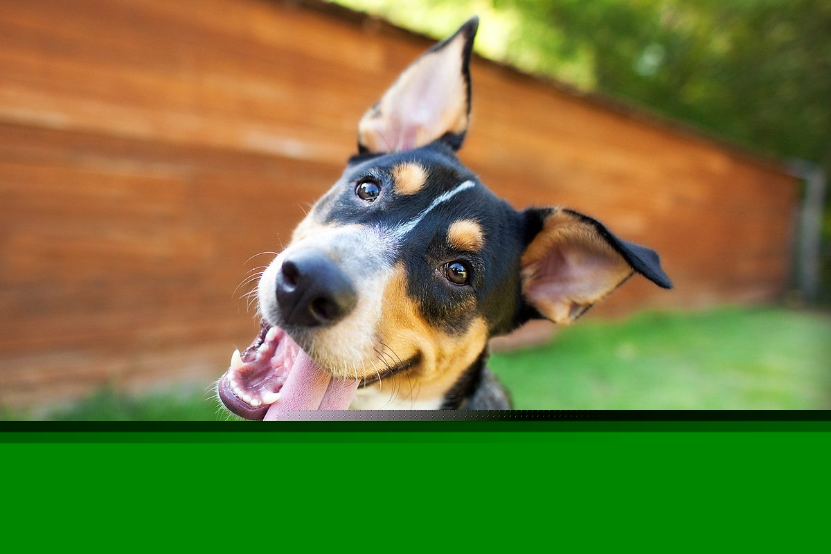 'Remarkable': Dogs can read our facial expressions, adorable new study finds