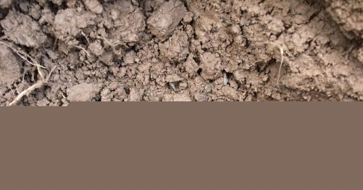 Roman coin hoard discovered by amateur detectorist