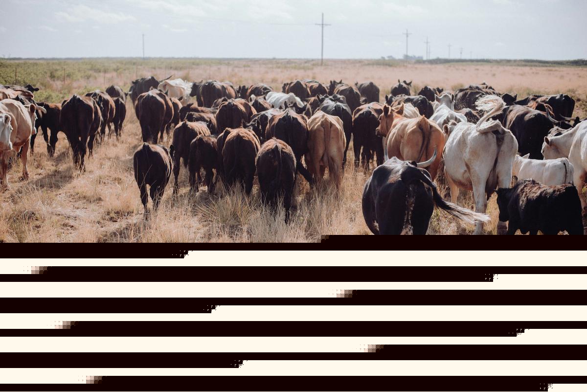 North Dakota Cattle Theft Case Ends With Prison Sentence