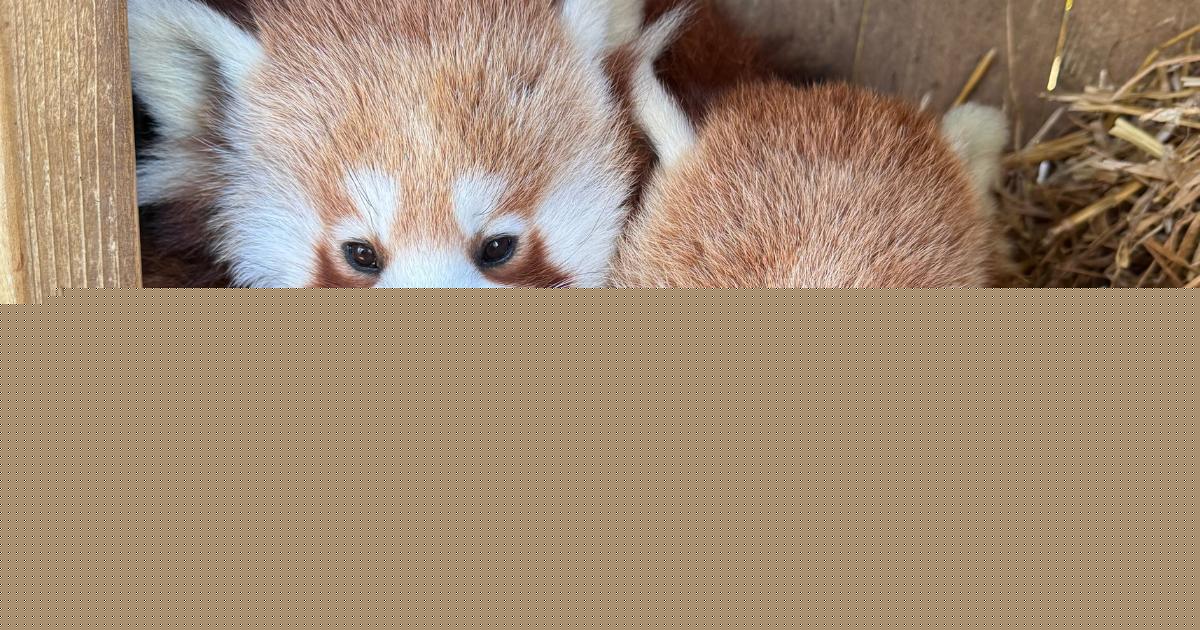 Two red pandas leave Island zoo for new home in France