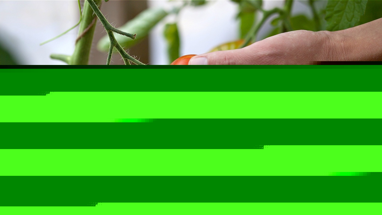 Encourage Tomato Plants To Ripen And Turn Red With A Clever Trick