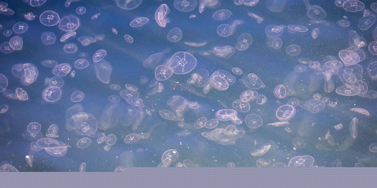 Ärger nicht zum ersten Mal: Quallenplage bringt Atom-Reaktoren in Frankreich zum Halt