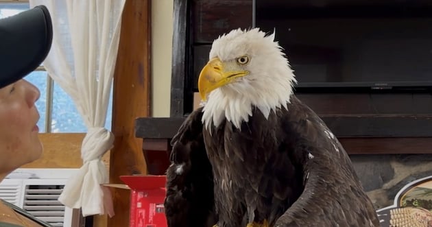 RIP, Jackie, the bald eagle mom who captivated millions