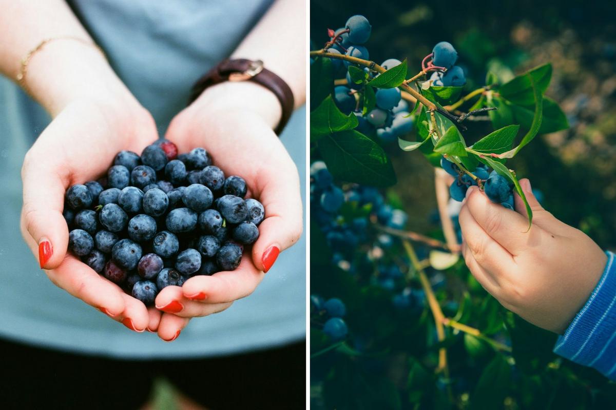 Maine's Wild Blueberry Weekend Is the Sweetest Summer Tradition
