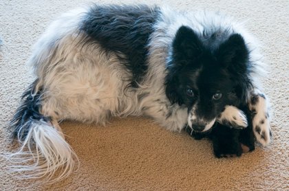 Comment on A Beeping Toy Helps a Blind Dog Play Fetch by ElectroPaint