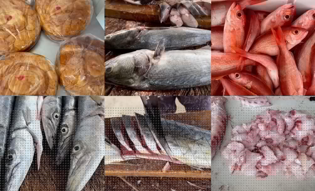 Diahuebs mainta tin Picuda, Dorao, Conovis y Mulato