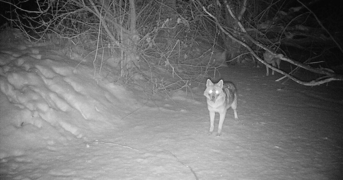 Gerichtsverfahren - Für Jäger ist Schakal Plage: Tierschützer klagen