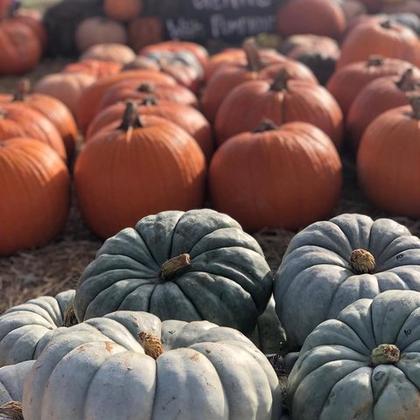 Enjoy fall in North Georgia at these events