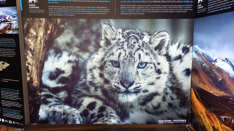 International conference in Bishkek focuses on wildlife protection ahead of Snow Leopard Day