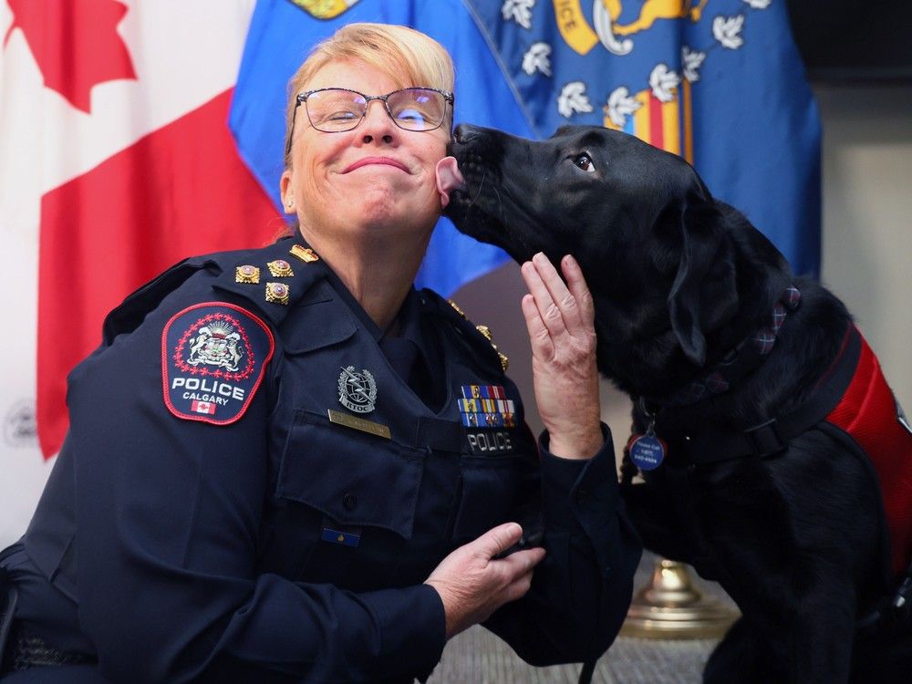 Calgary police welcome Sadie, a service dog highly trained to help trauma-exposed professionals with stress