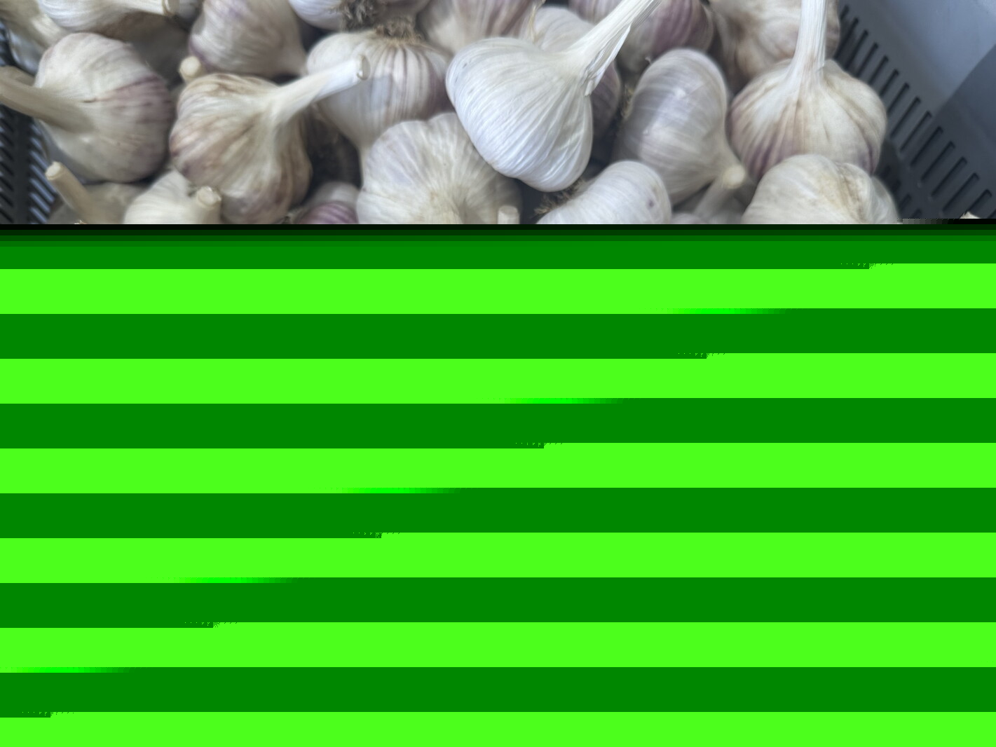 Prairie Coteau Farm focuses on organic garlic production in eastern South Dakota