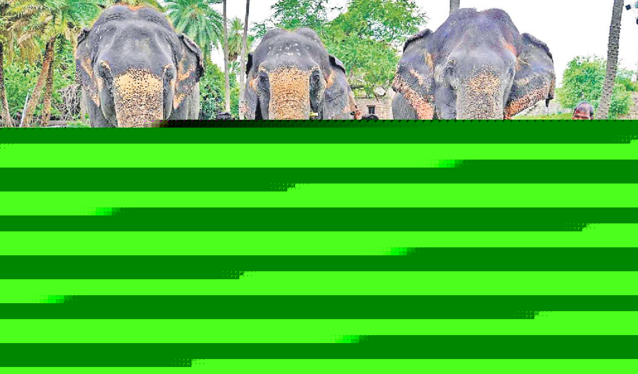 Hyderabad zoo elephants enjoy 5-km walk on World Elephant Day
