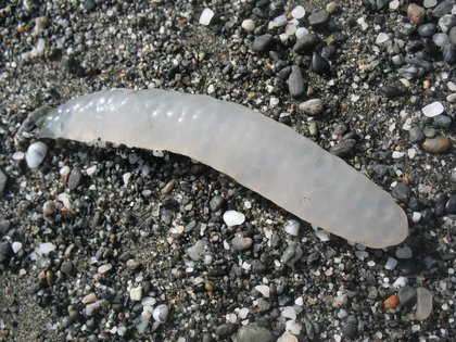 ANIMAL of the DAY: Doryteuthis opalescens, the Opalescent Inshore Squid!