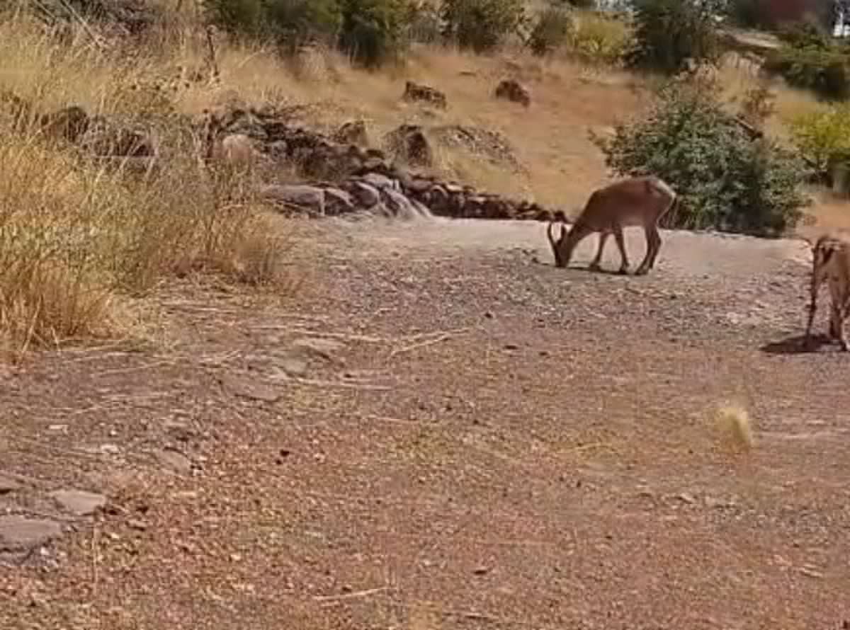 Hekimhan'da Dağ Keçileri Görüntülendi