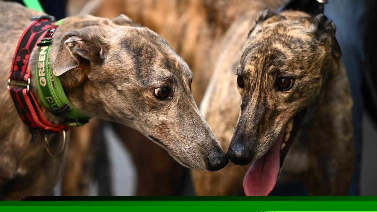 Greyhound industry flags legal fight over phase-out bid