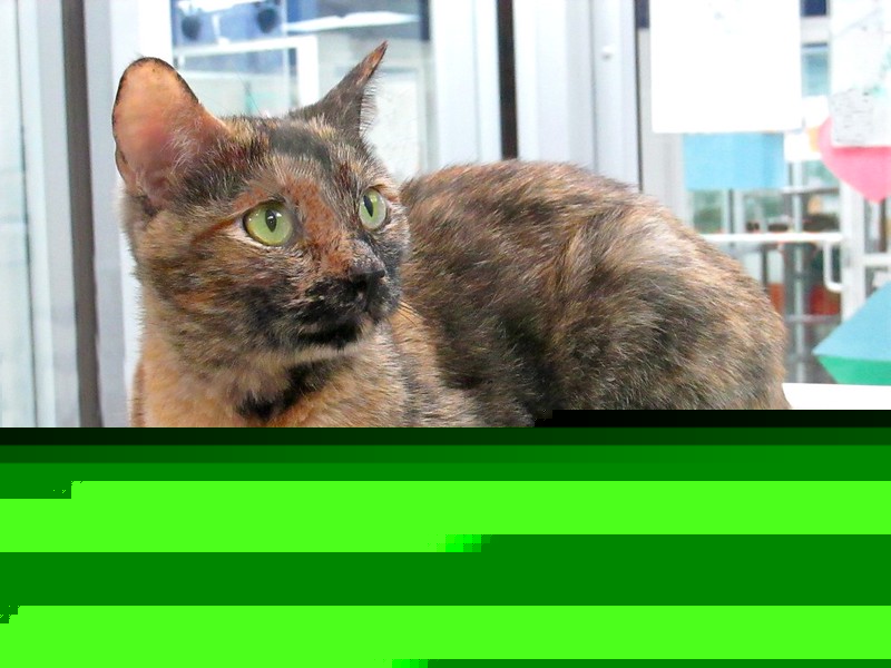 Comment on Multiple Cats Found Cut in Half Deserve Justice by Paula