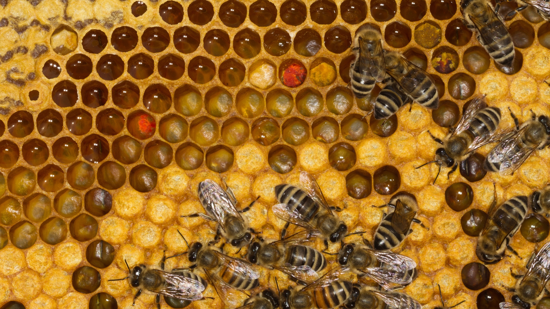 Neonicotinoid Insecticides Cause Deadly Overheating Behavior in Honey Bees, Study Finds