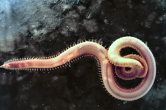 The Most Venomous Striper Bait