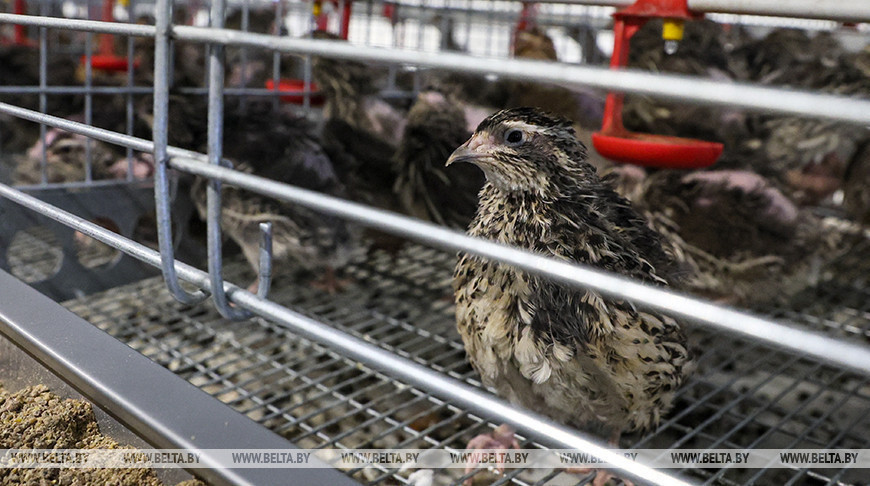 Lukashenko briefed on import substitution in poultry farming
