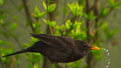 Commentaire sur Ce petit geste est important pour aider les oiseaux à affronter l'hiver, ne l'oubliez pas!