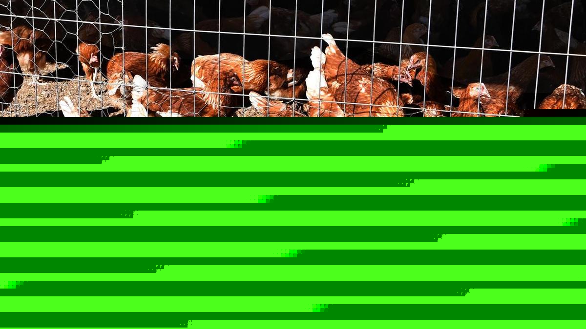 Poultry industry warned of devastating bird flu losses