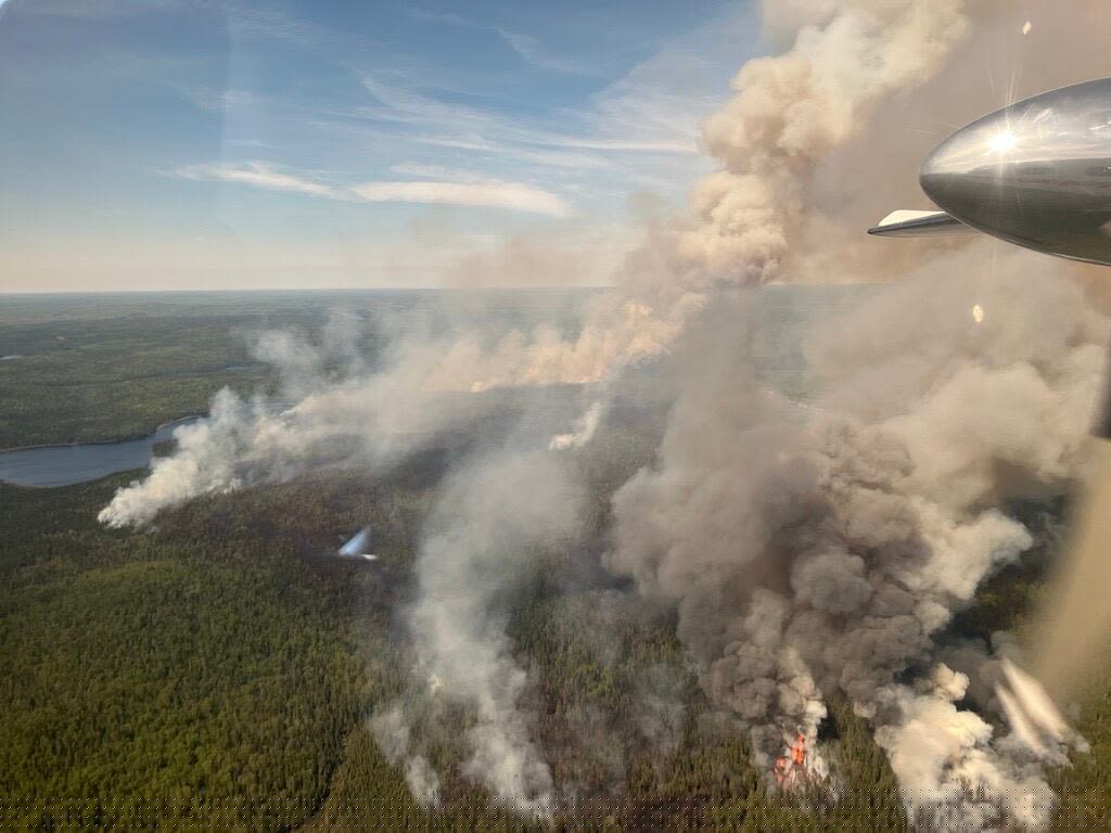 New research finds a particular tree species can act as a wildfire barrier
