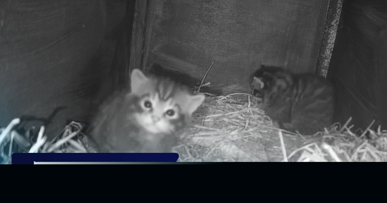 Wildcat birth captured on camera for first time at Cairngorms Wildlife Park