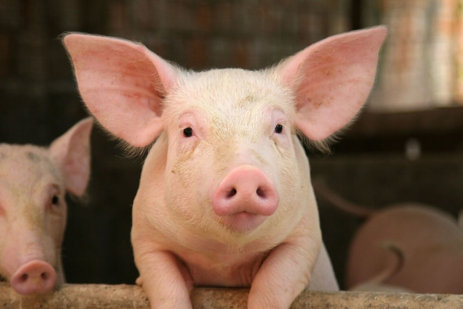 Tyson Foods to pay $85 million in largest pork price-fixing settlement
