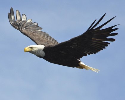 Shooter of American Symbol Shot in Colorado Sought