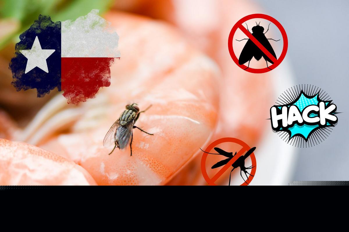 Texans Are Sharing a Simple DIY Trick to Help Get Rid of Flies