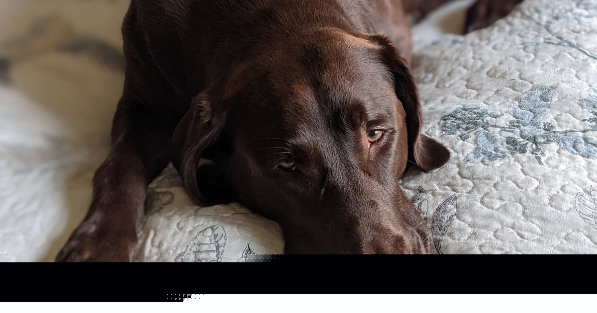 Poor dog's 'confused' reaction after leg amputation leaves people heartbroken