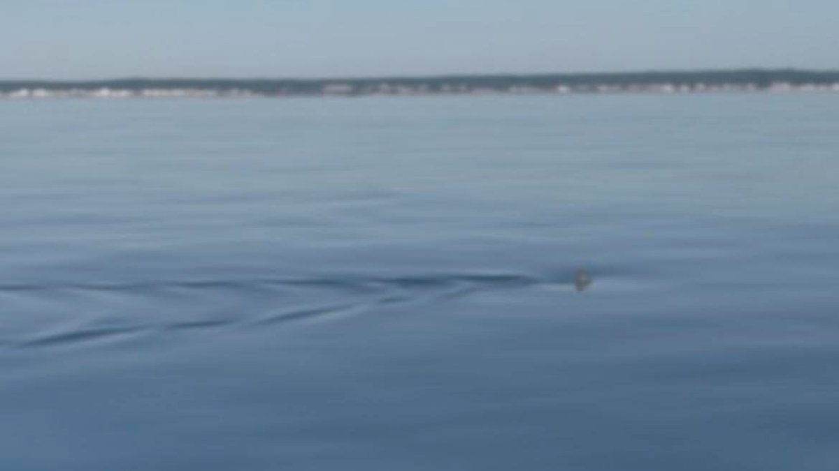Another great white shark sighting in Maine, beach closed to swimming