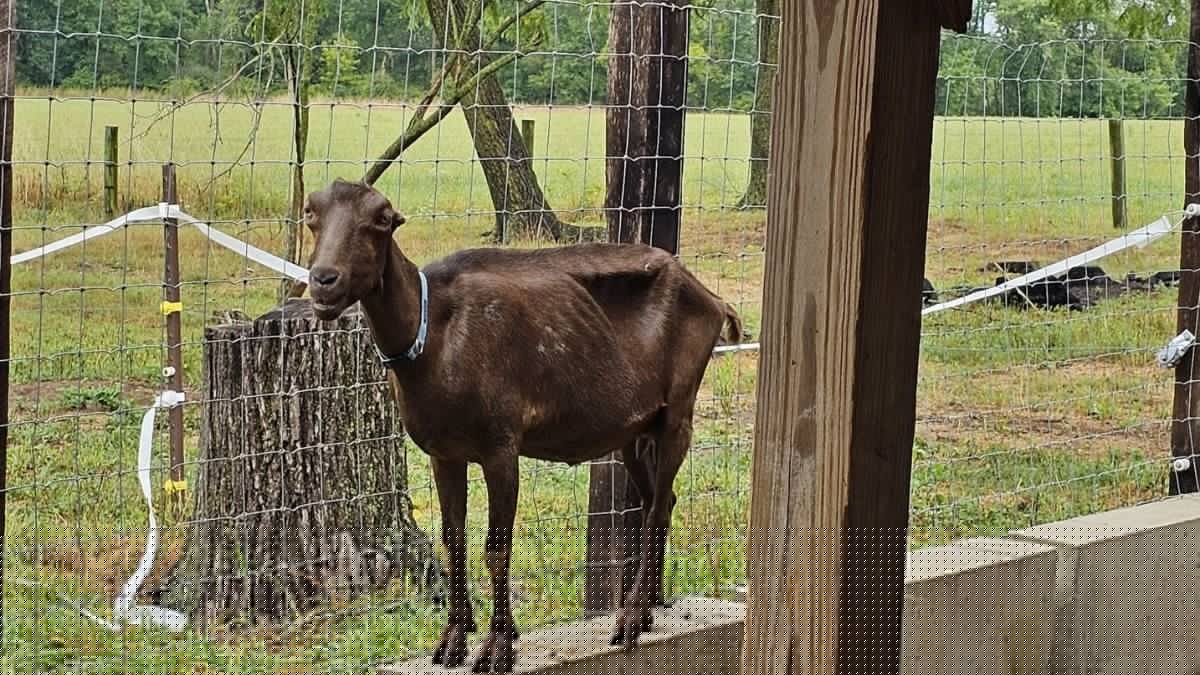 Former Bucks County farm owner pleads guilty to animal cruelty charges