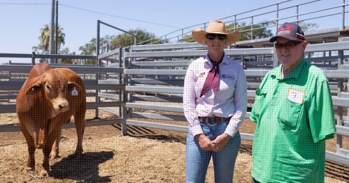 Central Reds Droughtmaster sale clearance and average rises from 2024