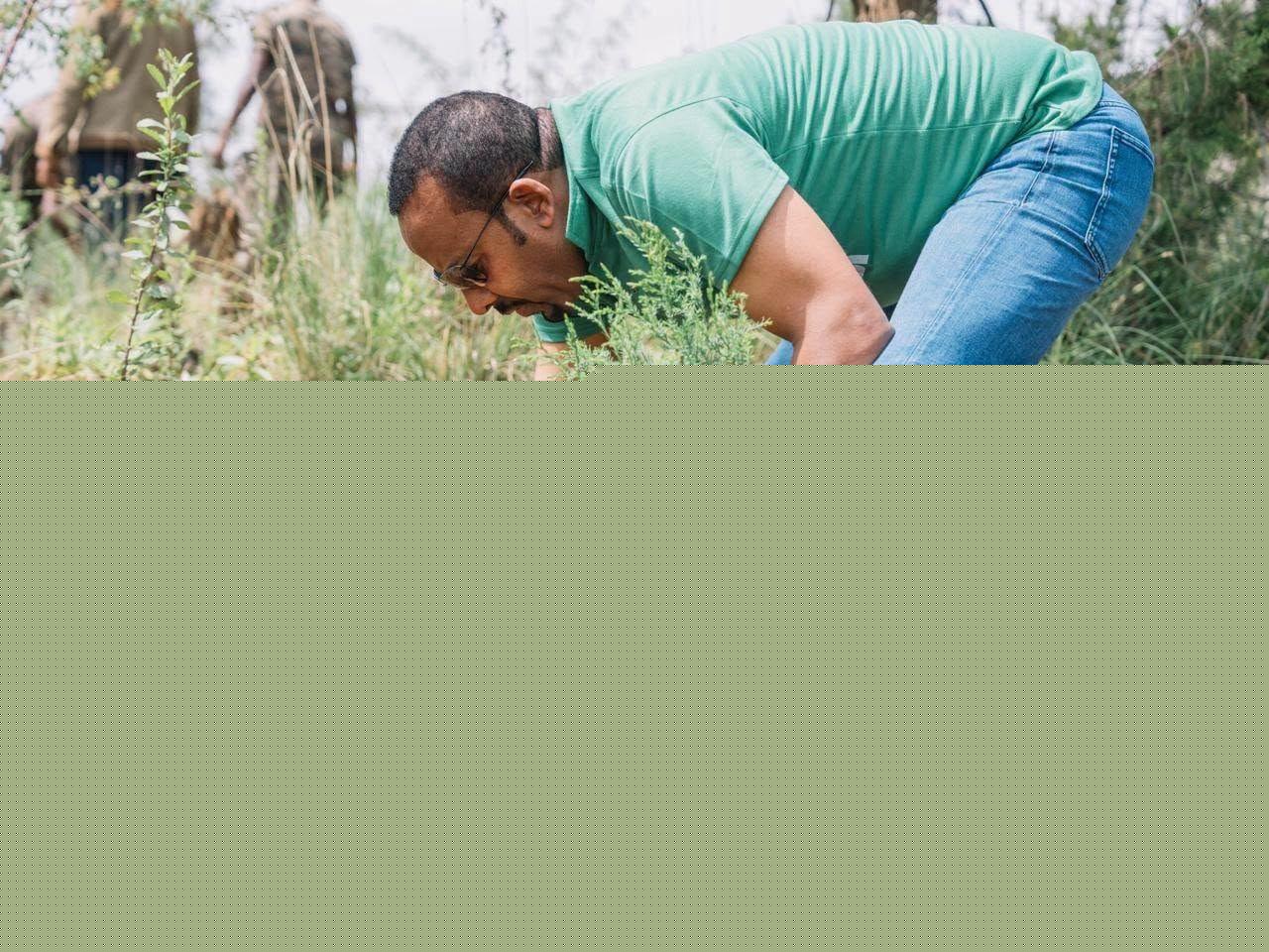 በአንድ ጀምበር የአረንጓዴ ዐሻራ 805 ነጥብ 3 ሚሊየን ችግኞች ተተክለዋል – ጠቅላይ ሚኒስትር ዐቢይ (ዶ/ር)
