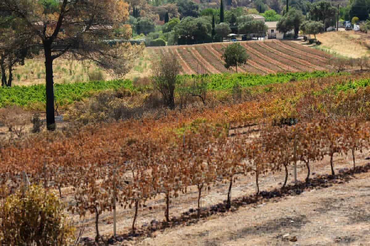Incendies dans le Var : les vignerons craignent un « goût de fumée » dans leurs vins avant les vendanges 2026