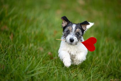 Parsippany United Methodist Church to Host Annual Blessing of the Animals