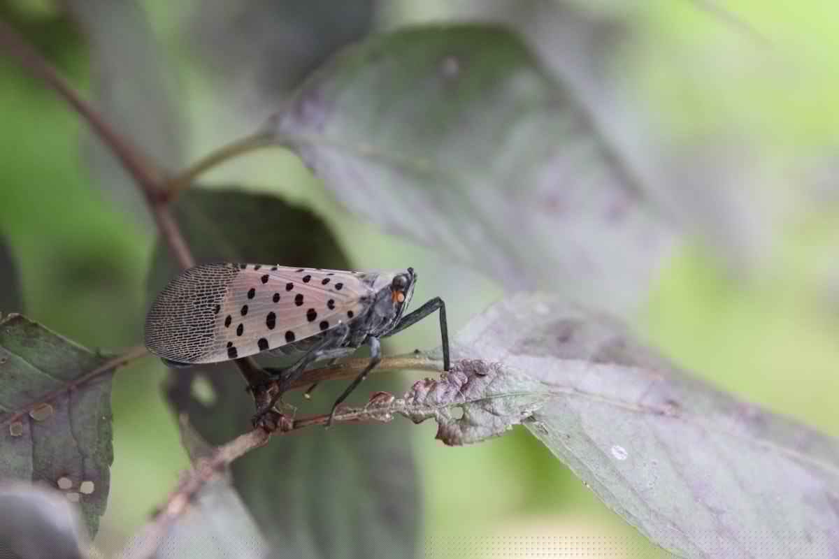 If You See This Bug In New York, Kill It Immediately