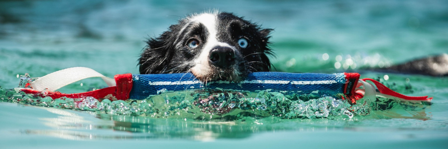 Super Retriever Series Crown Championship Returns to Shreveport-Bossier Oct. 2–12