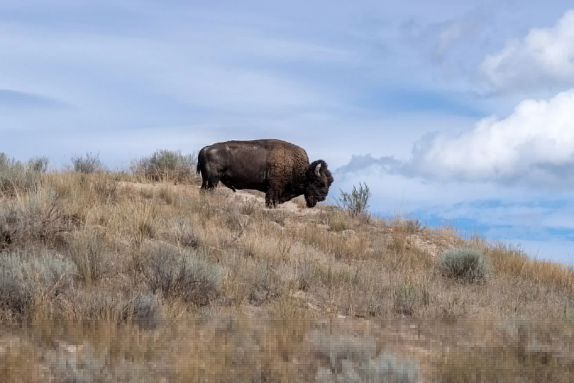 When ‘Too Wild’ Becomes the Problem: What Montana’s Bison Battle Means for Public Lands Hunters