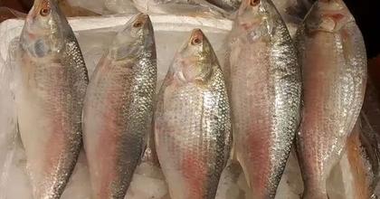 'Fish is good, but rates too high': Hilsa retailers wary as first batch arrives from Bangladesh ahead of Durga Puja