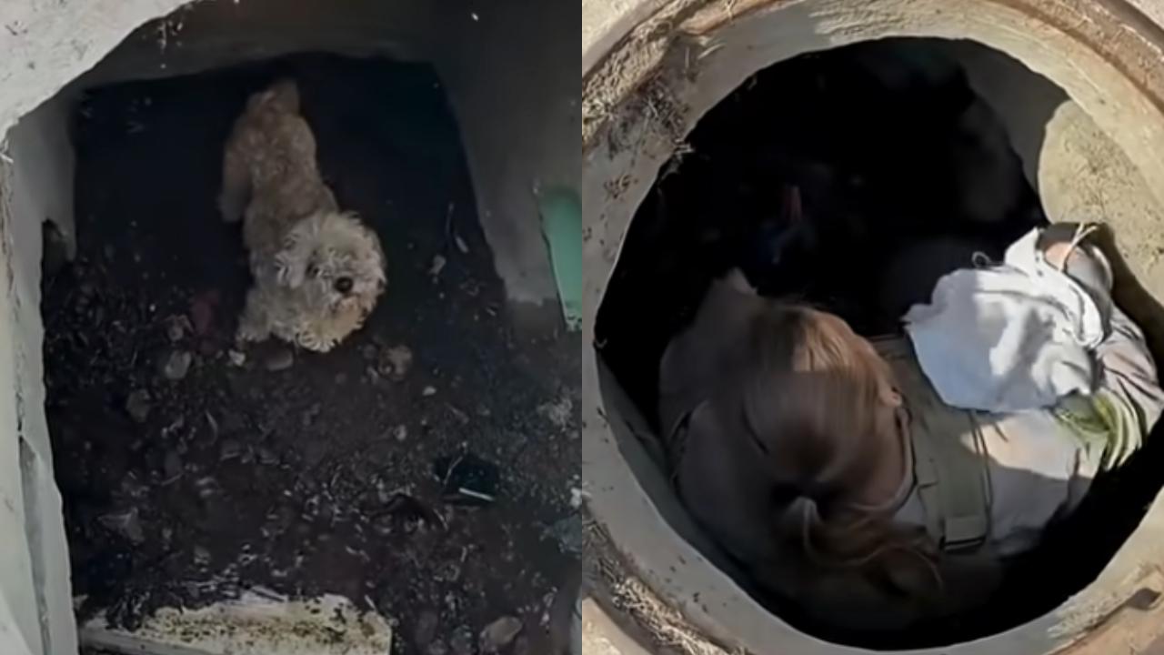 Perrita desaparecida por más de un mes es rescatada de una alcantarilla en San Diego
